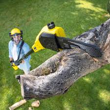 Best Lawn Renovation and Restoration  in Arden Arde, CA