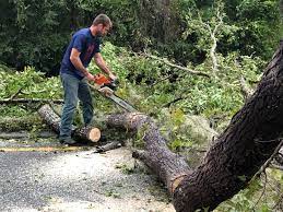 Best Tree Disease Treatment  in Arden Arde, CA