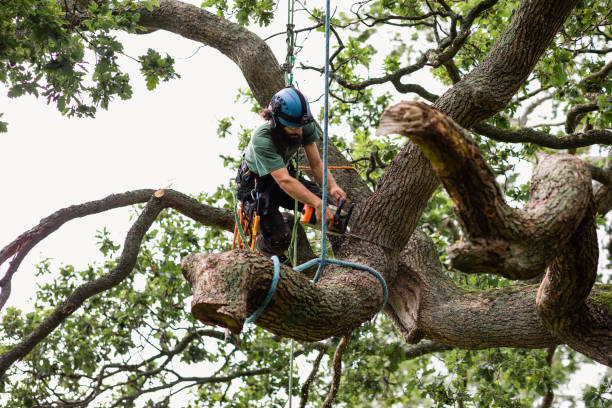 Best Tree Preservation Services  in Arden Arde, CA