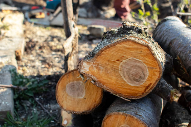 Best Tree Cabling and Bracing  in Arden Arde, CA