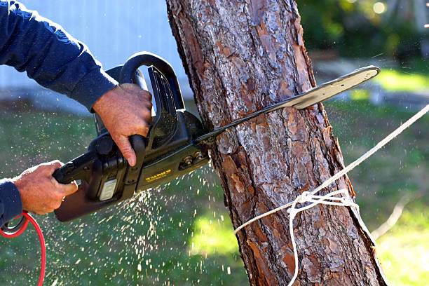 Best Stump Grinding and Removal  in Arden Arde, CA