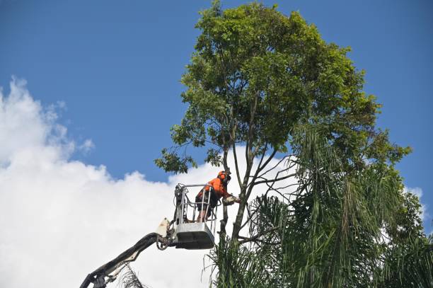 Best Pest Control for Lawns  in Arden Arde, CA