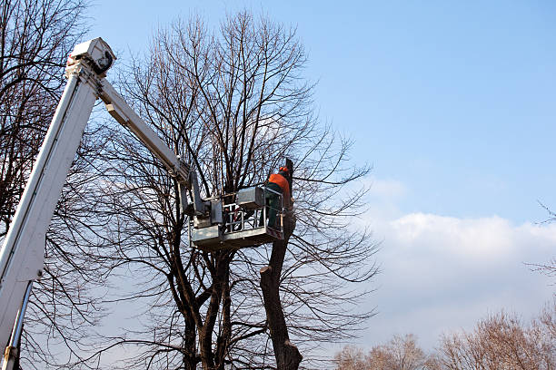 Professional Tree Care in Arden Arcade, CA