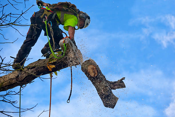 How Our Tree Care Process Works  in  Arden Arcade, CA