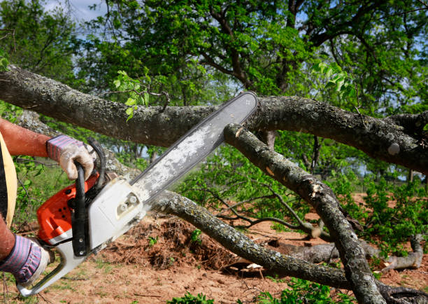 Best Tree Risk Assessment  in Arden Arde, CA