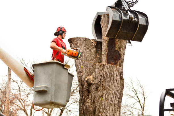  Arden Arde, CA Tree Care Pros