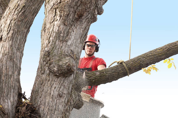 Best Lawn Pest Prevention  in Arden Arde, CA